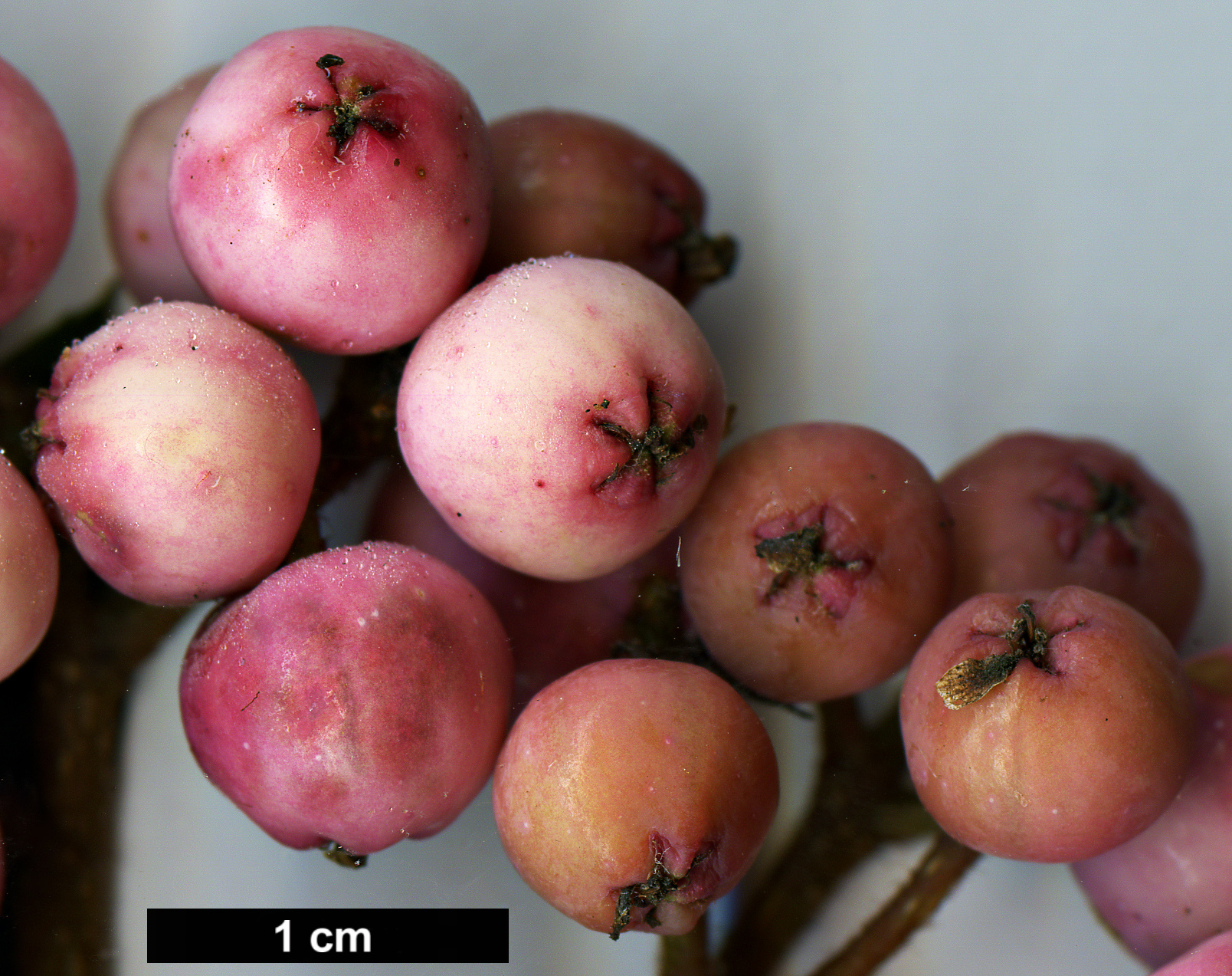 High resolution image: Family: Rosaceae - Genus: Sorbus - Taxon: KR 6391 (S. aff. rehderiana)